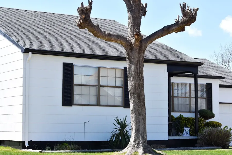 White Cape Cod home with black seamless gutters and downspouts behind a large tree in Ventnor, NJ